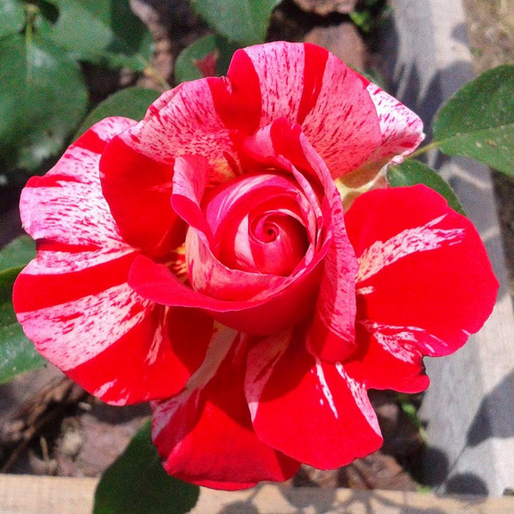 Rožė 'PAPAGENO'